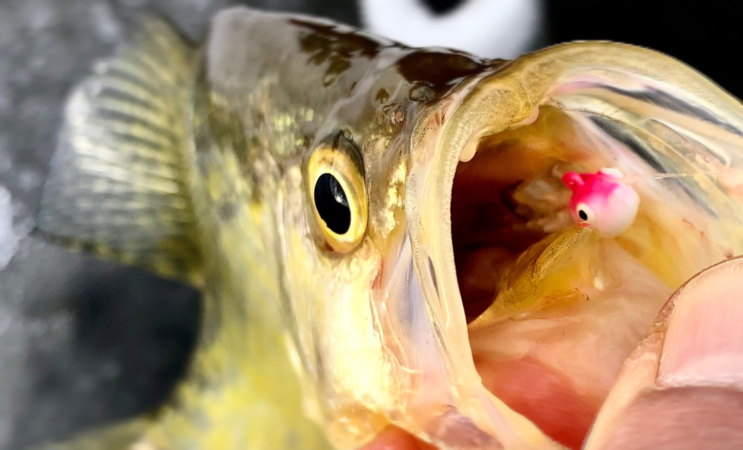 ACOCA H SUPER™ Ice Jigs Bubble Eyes Five Cuties 1/18 oz 1.5 g Hook #10 5/pack